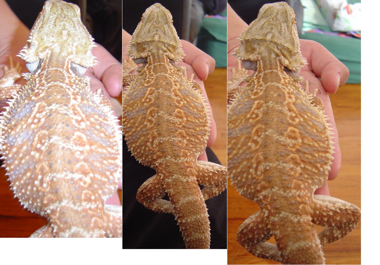 my male