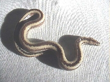 Rosy Boa