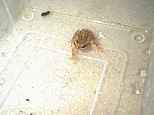 Ewings Tree Frog