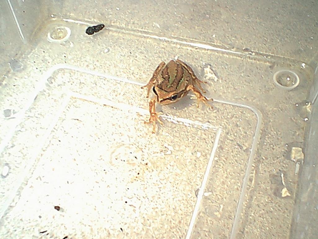 Ewings Tree Frog