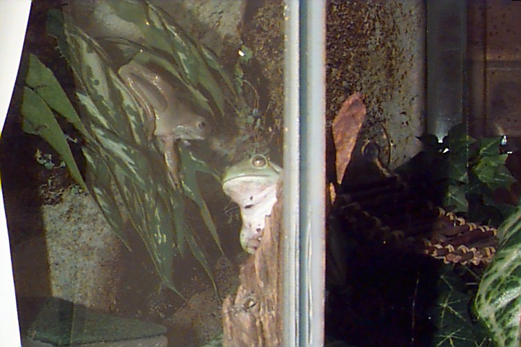 Shrek and Yoshi