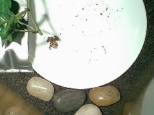 Spotted Marsh Frog