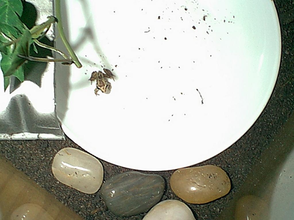Spotted Marsh Frog