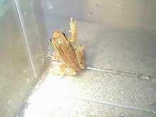 Ewing Tree Frog