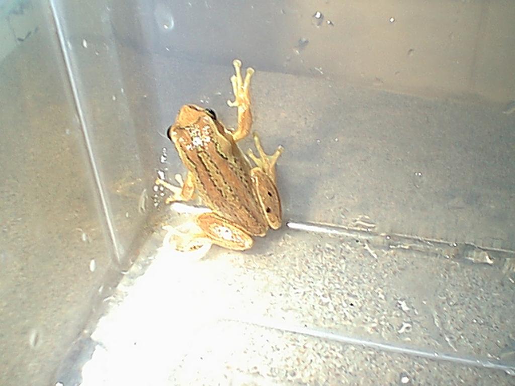 Ewing Tree Frog