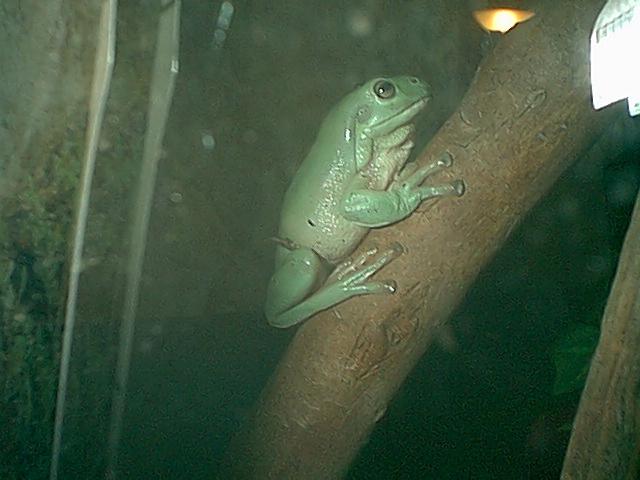 Close up of Shrek