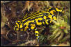 Corroboree frog