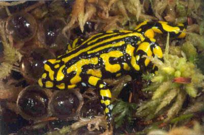Corroboree frog