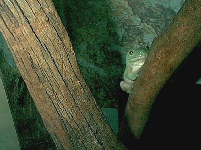 Shrek again