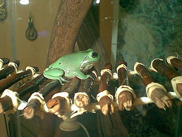 Yoshi on his Bridge