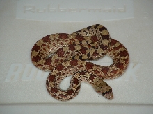Bull Snake