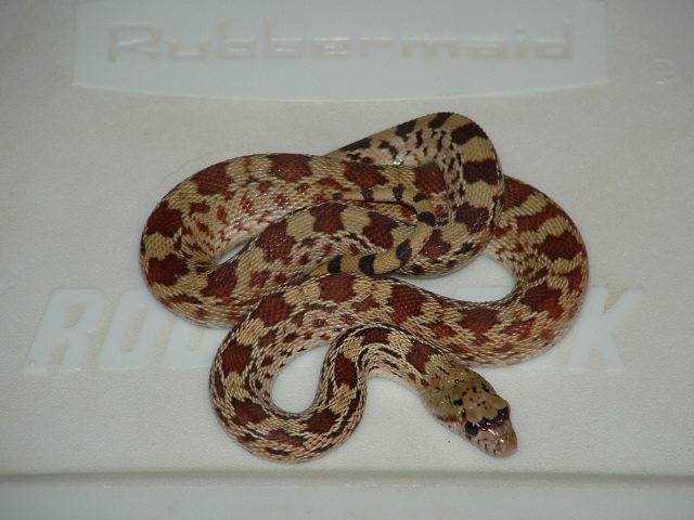 Bull Snake