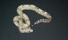 anery1