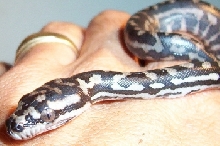 Just hatched carpet