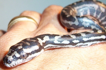 Just hatched carpet