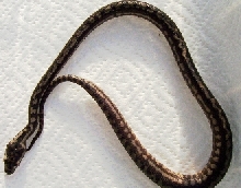 Just hatched carpet