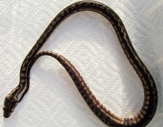 Just hatched carpet