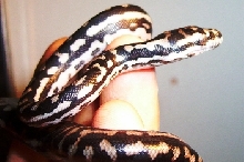 Just hatched carpet