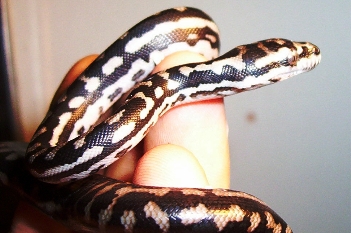 Just hatched carpet