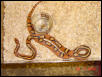 female coastal one
