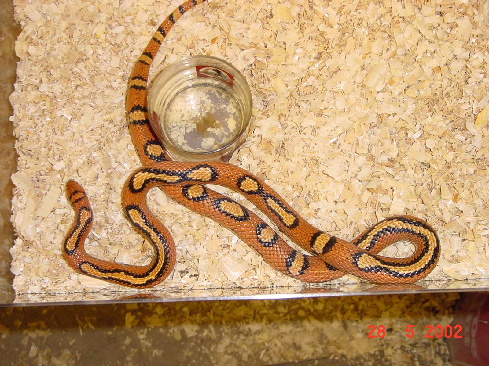 female coastal one