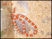 Hypo Male