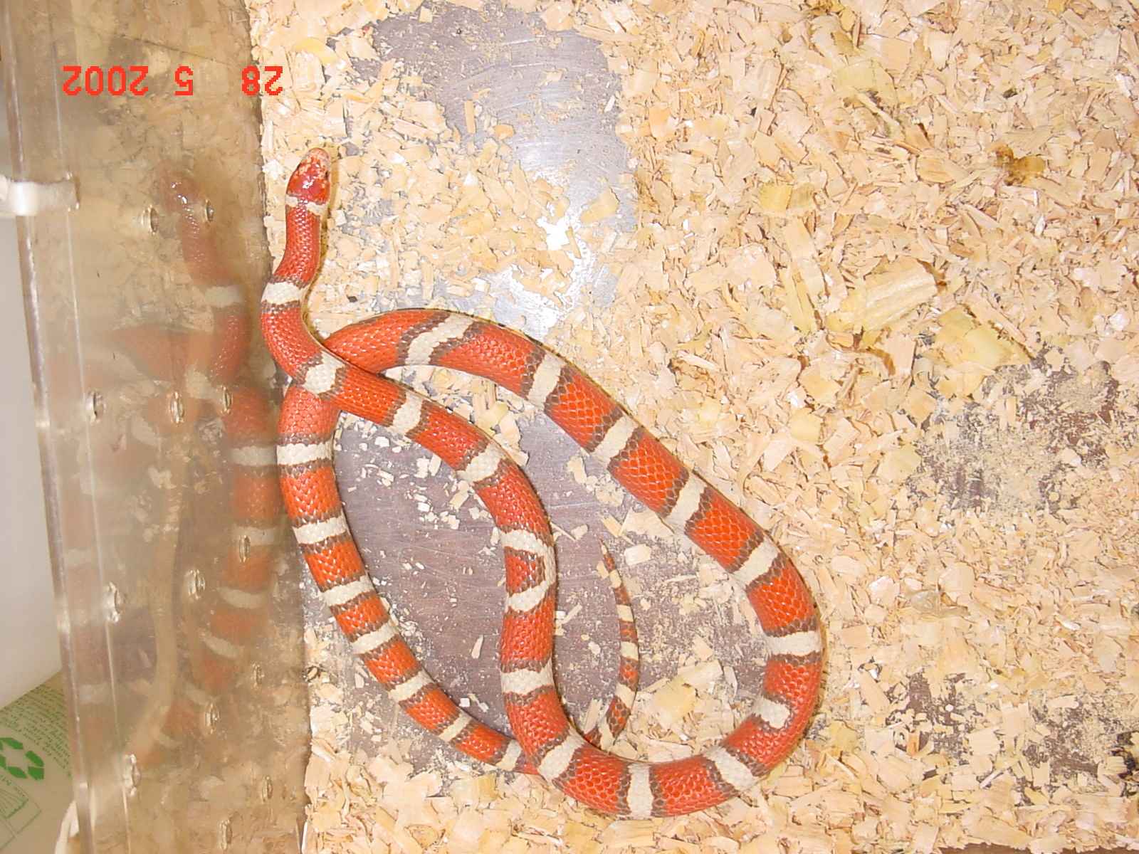 Hypo Male