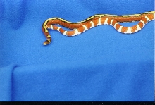 Striped and Hypo Coastals