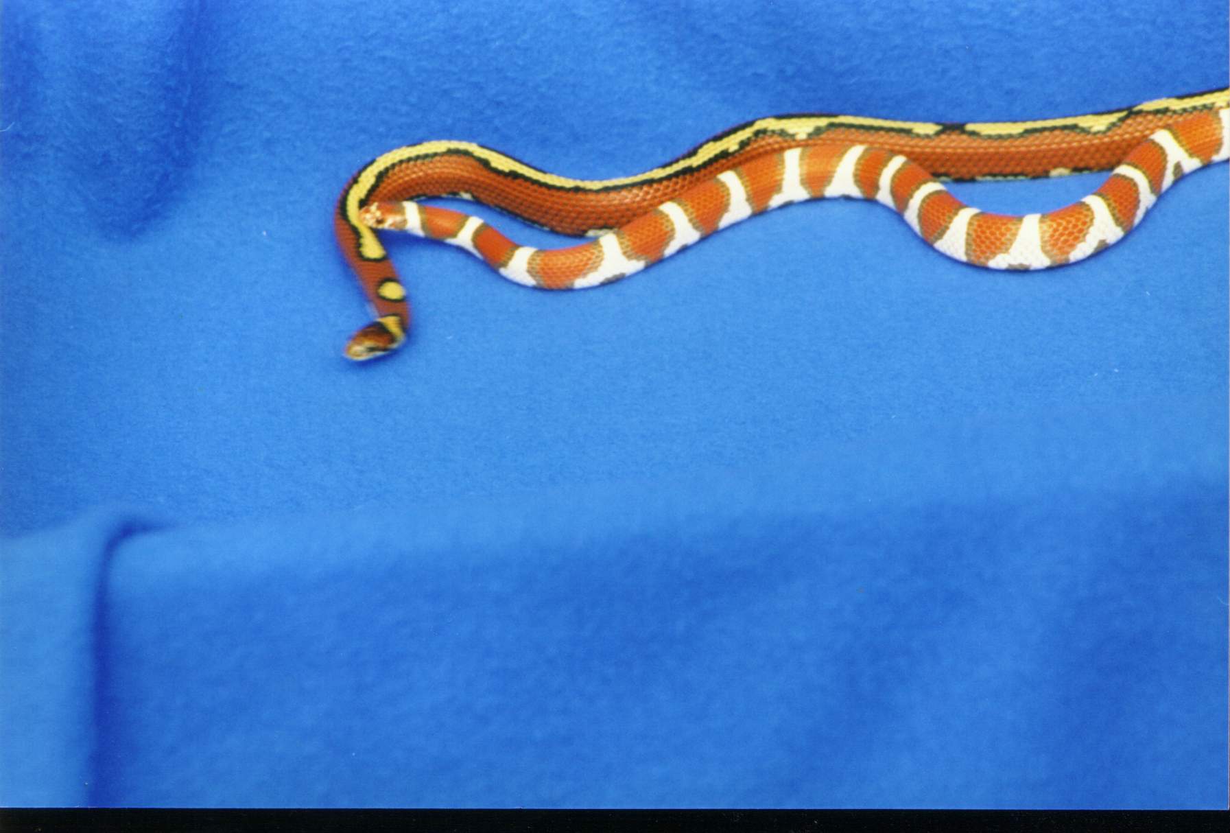 Striped and Hypo Coastals