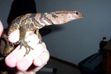 Black Roughneck Monitor