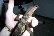 Black Roughneck Monitor