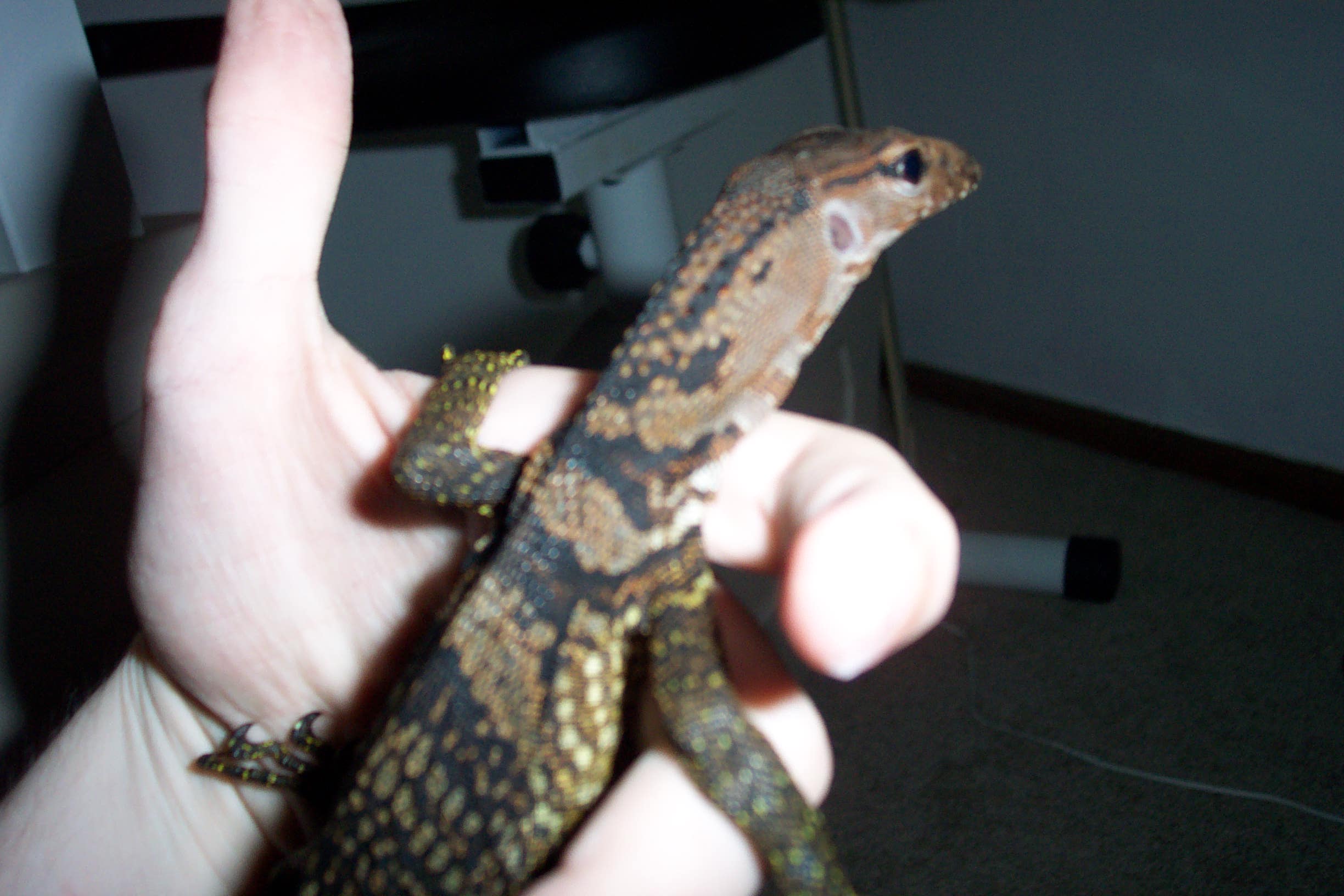 Black Roughneck Monitor