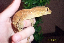 ch/cil 1