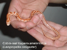 Amelanistic Lampropeltis calligaster ssp.