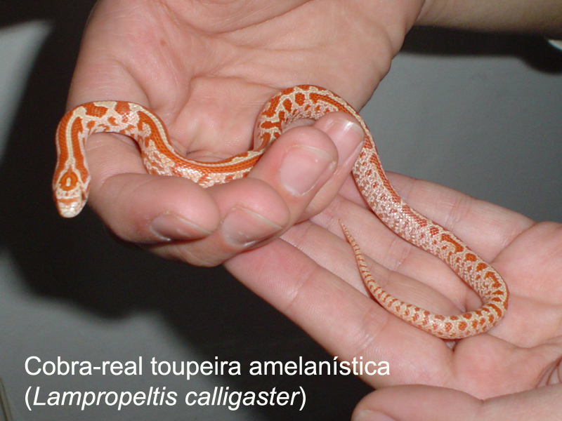 Amelanistic Lampropeltis calligaster ssp.
