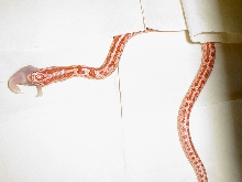 Amelanistic Lampropeltis calligaster ssp.