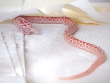 Amelanistic Lampropeltis calligaster ssp.