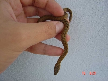 Juvie Natrix maura