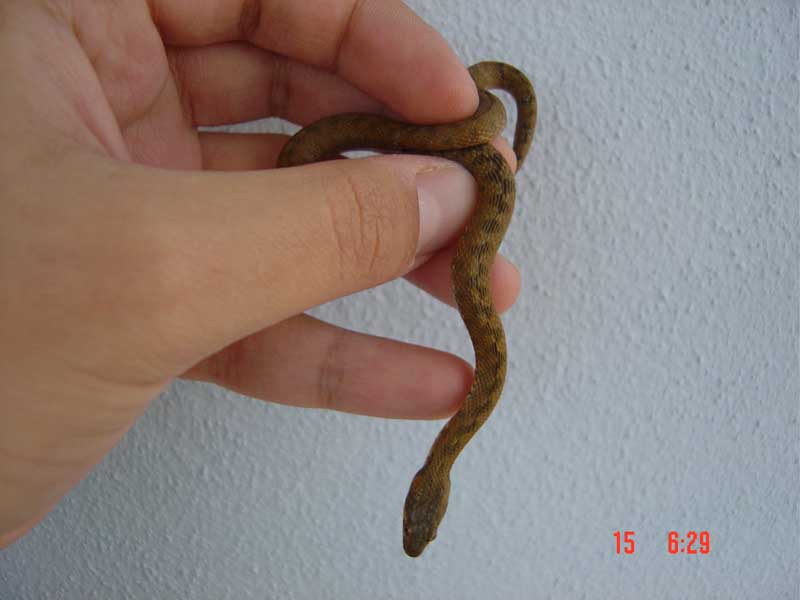 Juvie Natrix maura