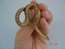 Juvenile Natrix maura