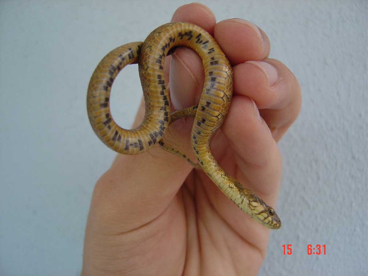 Juvenile Natrix maura
