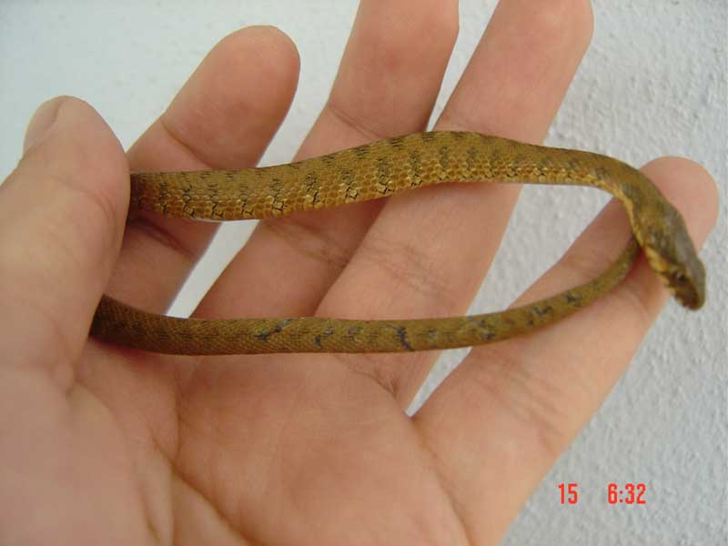 Juvie natrix maura