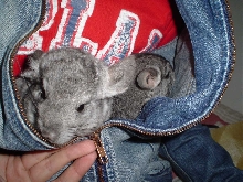 My Chinchilla pair