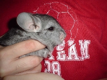 My male Chin