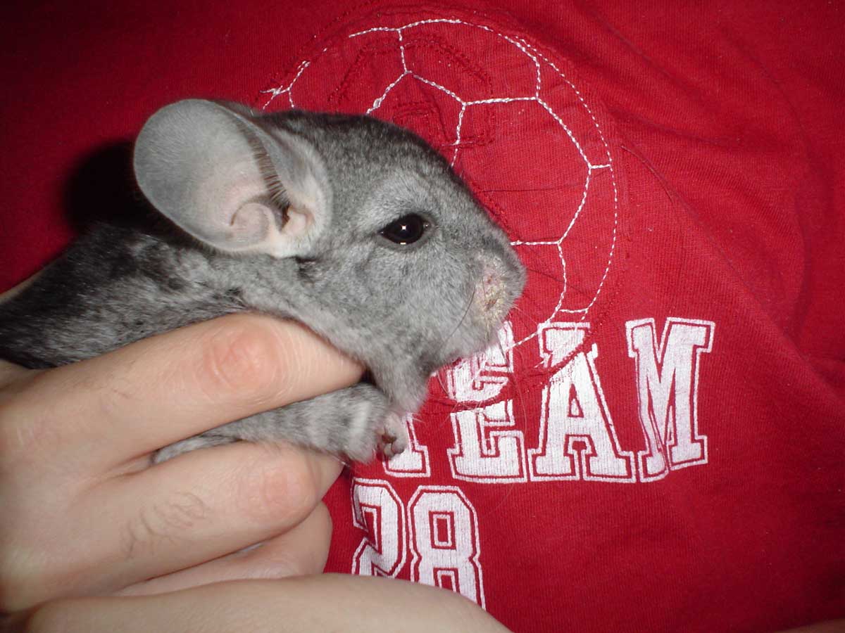 My male Chin