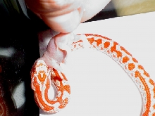 Feeding time
