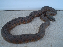 Natrix maura 6