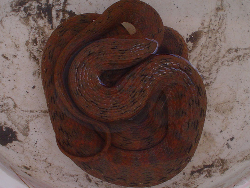 Natrix maura 5