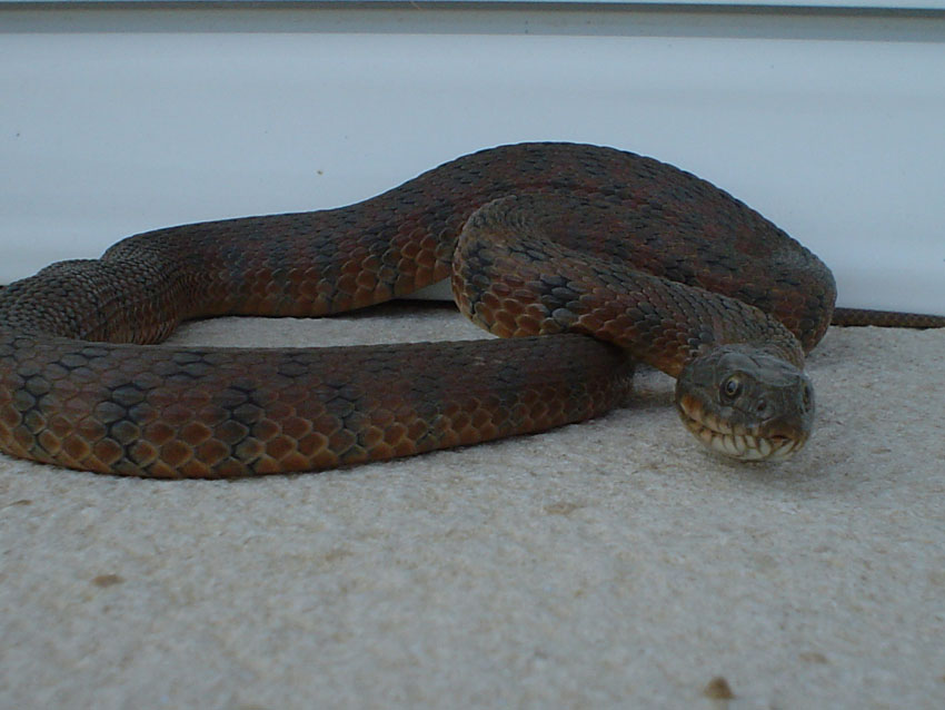 Natrix maura 4