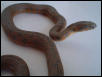 Natrix maura 3